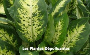 Les plantes dépolluantes 