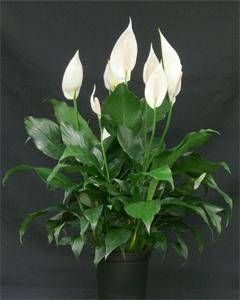 Le spathiphyllum, ou fleur de lune, est une plante d'intérieur de culture facile. Aérer chaque jour ne suffit pas, il existe de multiples façons de lutter contre cette pollution, la première en choisissant avec soin les différents produits dont vous pouvez avoir besoin pour le nettoyage et la rénovation de votre maison, la seconde en se faisant aider par la nature et en utilisant des plantes dépolluantes.