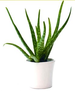 L’Aloe Vera est connue pour son action dépolluante contre le formaldéhyde, le monoxyde de carbone et les ondes électromagnétiques. L'Aloe Vera est une plante qui aura sa place au bureau pour absorber les ondes électromagnétique des écrans d’ordinateur.