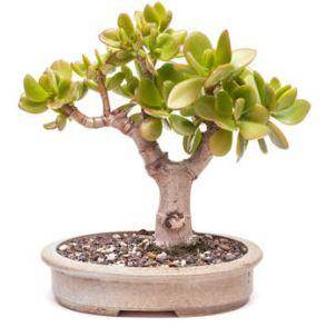 L’arbre de jade (crassula) L’arbre de jade est une plante décorative très tendance avec son aspect bonzaï et son feuillage persistant, Il lutte efficacement contre les ondes électromagnétiques. C’est la plante favorite du Feng shui. L’ arbre de jade est renommé pour ses effets positifs.
