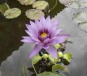 La jacinthe d’eau qui est aussi une excellente épuratrice.